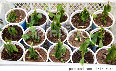 Frozen seedlings in cups for planting pepper plants. Frosts in spring, close-up 131523038
