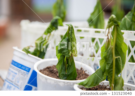 Frozen seedlings in cups for planting pepper plants. Frosts in spring, close-up 131523040