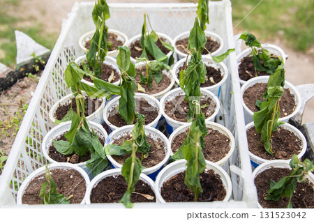 Frozen pepper seedlings in jars for planting in the ground. Frost in spring, close-up 131523042