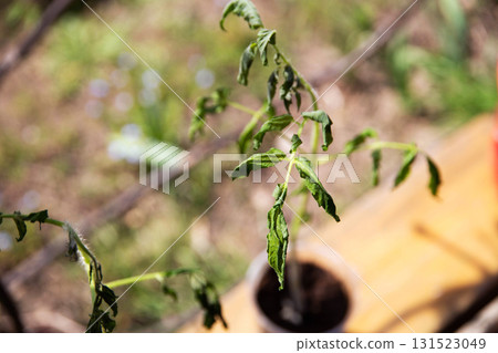 Frozen tomato plant before planting in the ground in spring, spring time Frozen tomato plant before planting in the ground in spring, spring time 131523049