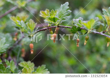 Brown rotten and frostbitten gooseberry berries on a bush branch in spring, close-up Brown rotten and frostbitten gooseberry berries on a bush branch in spring, close-up 131523054
