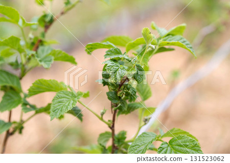Frostbitten leaves and raspberry bushes spring, close-up 131523062