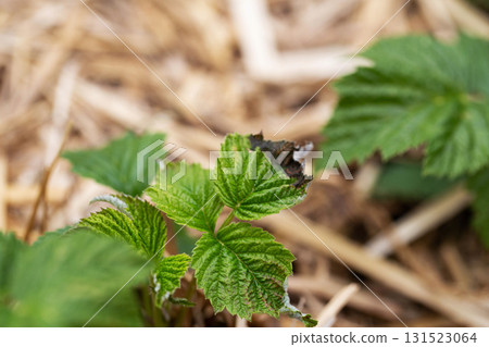 Frostbitten leaves and raspberry bushes spring, close-up Frostbitten leaves and raspberry bushes spring, close-up 131523064