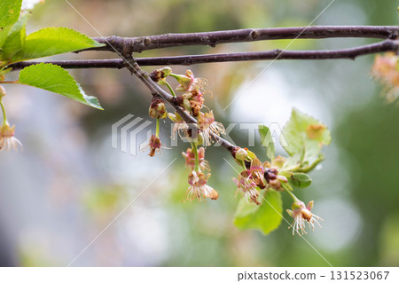 Frozen fruits and flowers on apple tree. Frost damage to fruits, close-up 131523067