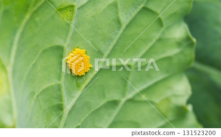 Yellow larvae on cabbage leaf of caterpillar or white butterfly pests, close-up 131523200