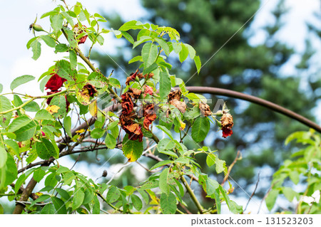 Dried flowers of red bush rose. Insufficient watering and improper acidic soil with pests, close-up, background Dried flowers of red bush rose. Insufficient watering and improper acidic soil with pests, close-up, background 131523203