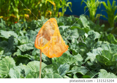 Orange net in the city against the background of growing cabbage. Concept of catching pests of cabbage butterfly. Orange net in the city against the background of growing cabbage. Concept of catching pests of cabbage butterfly. 131523204