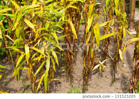 yellow dry leaves on flower stems due to excess moisture in the bud, close-up yellow dry leaves on flower stems due to excess moisture in the bud, close-up 131523205