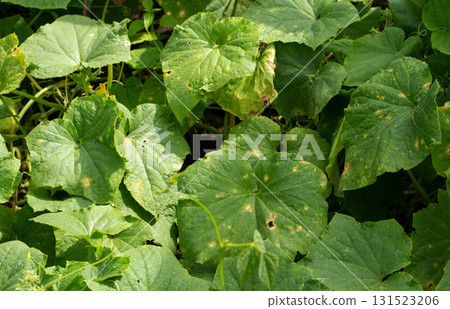 sunburn on borage foliage, pest holes and nutrient deficiencies. Cucumber disease, close-up sunburn on borage foliage, pest holes and nutrient deficiencies. Cucumber disease, close-up 131523206