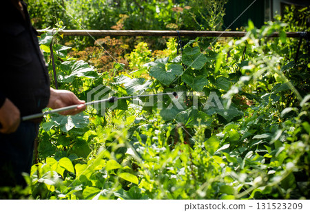 A summer resident treats plants in the summer from parasites. Plant protection from diseases, copy space for text, industry A summer resident treats plants in the summer from parasites. Plant protection from diseases, copy space for text, industry 131523209