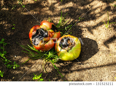 Two fruits of tomato red and yellow with black rot inside. Concept of diseases of late blight, close-up Two fruits of tomato red and yellow with black rot inside. Concept of diseases of late blight, close-up 131523211