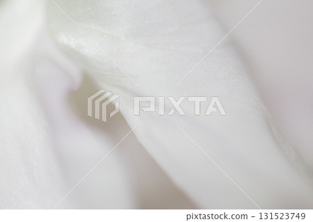 White petal White petal 131523749