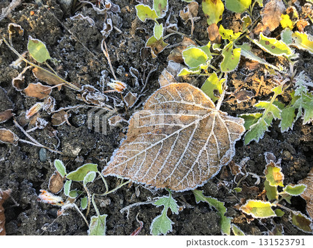 Frost-covered leaf resting on soil among green plants in early morning light 131523791