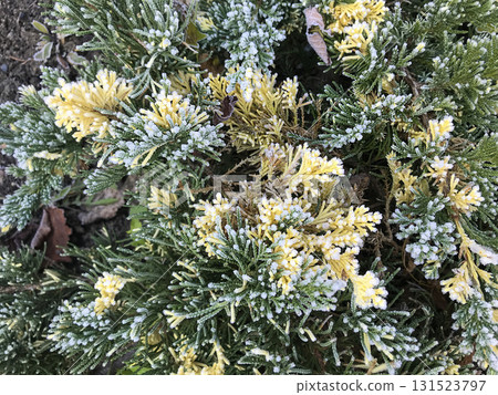 Juniperus horizontalis Andorra Variegata with frost in a garden setting during early morning 131523797