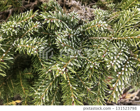 Frost-covered evergreen branches in a winter landscape showcasing nature's beauty 131523798