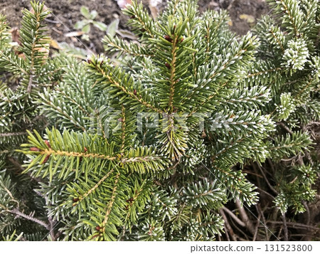 Close-up view of evergreen branches covered in frost during the winter morning light Close-up view of evergreen branches covered in frost during the winter morning light 131523800