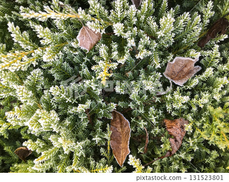 Green plants covered with frost and fallen leaves in an autumn setting Green plants covered with frost and fallen leaves in an autumn setting 131523801