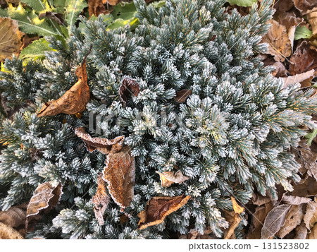 Frost covers evergreen plants and fallen leaves in a serene outdoor setting during early winter. Frost covers evergreen plants and fallen leaves in a serene outdoor setting during early winter. 131523802