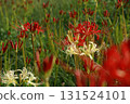 Red and white spider lilies 131524101