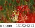 Red and white spider lilies 131524213