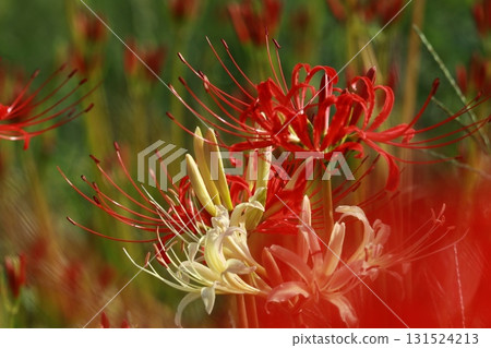 Red and white spider lilies 131524213