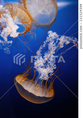 Beautiful Orange Nettle Jellyfish, Medusa Tentacles. Giant Fluorescent Venomous Beautiful Orange Nettle Jellyfish, Medusa Tentacles. Giant Fluorescent Venomous 131524394