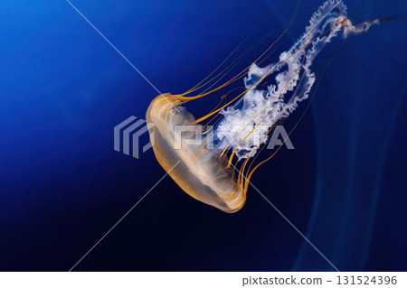 Giant Fluorescent Swimming, Deep Ocean. Graceful Venomous Northern nettle medusa Giant Fluorescent Swimming, Deep Ocean. Graceful Venomous Northern nettle medusa 131524396