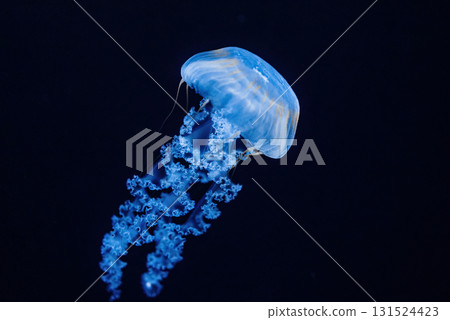 Giant Fluorescent Jellyfish Swimming In Deep Ocean. Graceful Venomous Northern 131524423