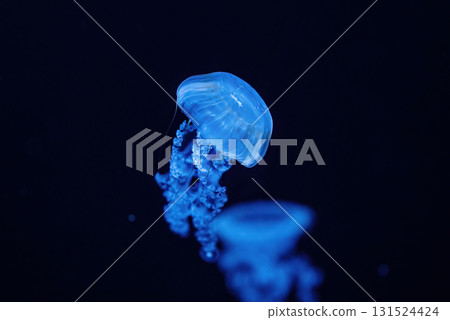Giant Fluorescent Jellyfish Swimming In Deep Ocean. Graceful Venomous Northern Giant Fluorescent Jellyfish Swimming In Deep Ocean. Graceful Venomous Northern 131524424