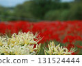 Red and white spider lilies 131524444
