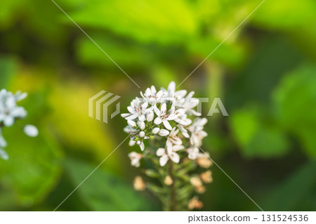 Early summer fields and mountains: Small white flowers of loosestrife 03 131524536
