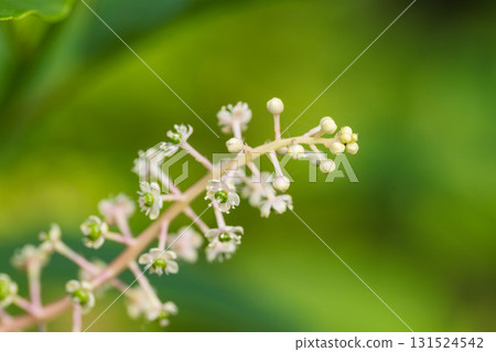 初夏的田野和山脈 - 美國商陸花 08 初夏的田野和山脈 - 美國商陸花 08 131524542
