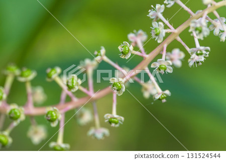 初夏的田野和山脈 - 美國商陸花 09 初夏的田野和山脈 - 美國商陸花 09 131524544