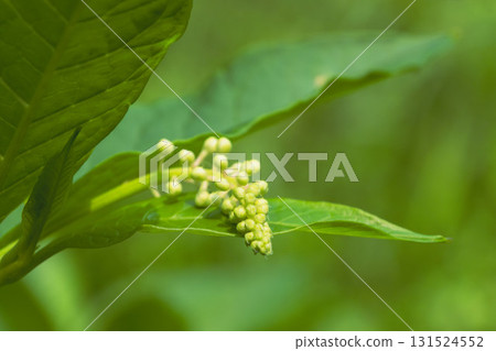 Early summer fields and mountains: American pokeweed fruit 11 131524552