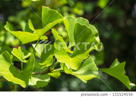 Late summer mountain: Ginkgo leaves shining in the sunlight 03 Late summer mountain: Ginkgo leaves shining in the sunlight 03 131524556
