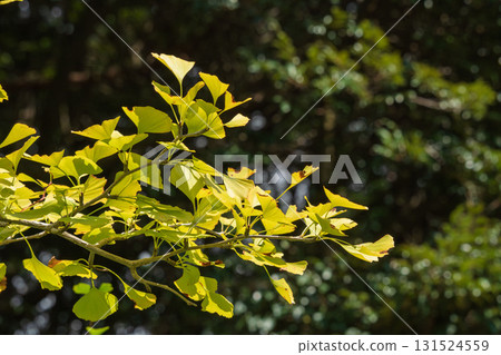 Late summer mountain: Ginkgo leaves shining in the sunlight 06 Late summer mountain: Ginkgo leaves shining in the sunlight 06 131524559