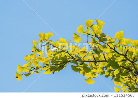 夏末山：陽光下閃耀的銀杏葉和天空 09 131524563