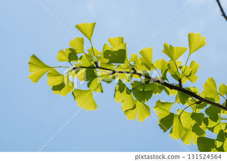 Late summer mountain: Ginkgo leaves and sky shining in the sunlight 10 131524564