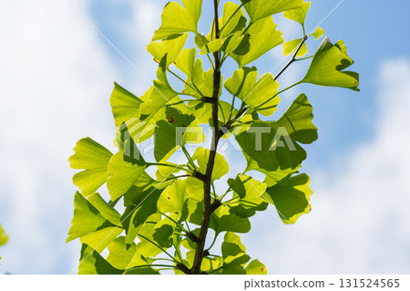 夏末山：陽光下閃耀的銀杏葉和天空 11 131524565