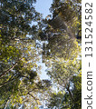 Radiant Morning Rays Over Park Treetops. 131524582
