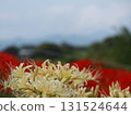 Red and white spider lilies 131524644