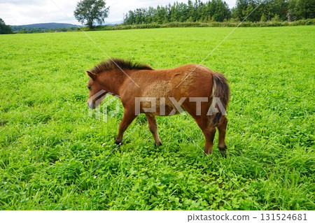 小馬駒在牧場吃草 131524681