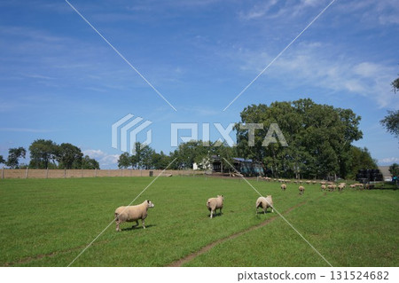 羊的三月 131524682