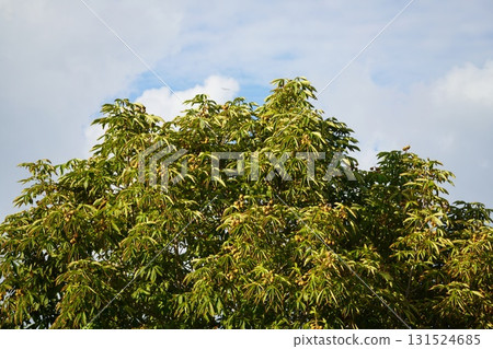 Autumn sky and ripe horse chestnuts Autumn sky and ripe horse chestnuts 131524685
