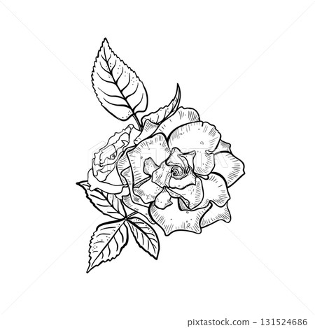 Rose and leaves bouquet black and white vector illustration. Hand drawn botanical bloom line art vintage style. Outline flower drawing for wedding invitations and tattoo. Ranunculus monochrome sketch. 131524686
