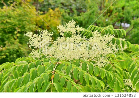 Flowers of Taranoki 131524858