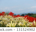 Red and white spider lilies 131524902
