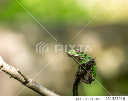 一隻林蛙緊緊抓住池塘裡的樹枝② 一隻林蛙緊緊抓住池塘裡的樹枝② 131525016