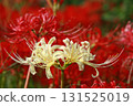 Red and white spider lilies 131525019