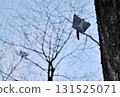 Two Siberian flying squirrels chase each other through the trees after sunset in a winter park in Hokkaido 131525071